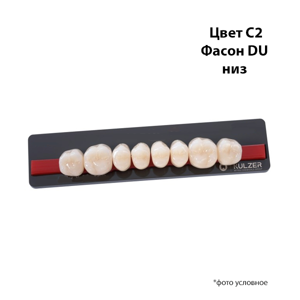 Зубы Basic 8 цвет С2 фасон DU низ купить