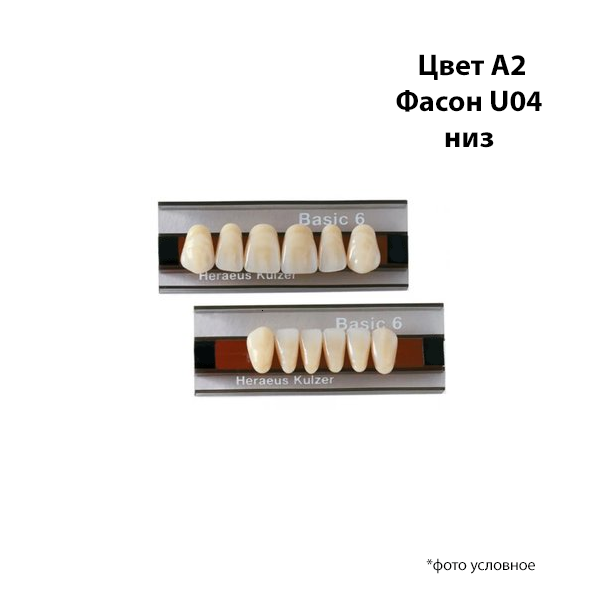 Зубы Basic 6 цвет А2 фасон U04 низ купить